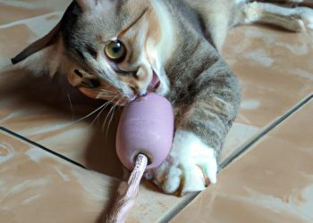 katze mixer video: Ein Verwirrender, aber Unterhaltsamer Anblick