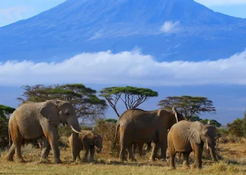 Der Elefantenbulle Ahmed: Ein Gigant Der Wildnis