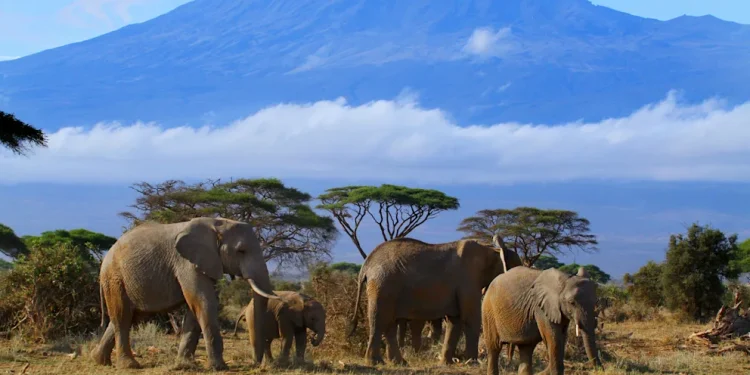 Der Elefantenbulle Ahmed: Ein Gigant Der Wildnis