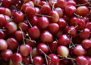 Brouwer Fruit – Kersen Verkoop: Alles über den Kirschenverkauf und die Leidenschaft für Qualität