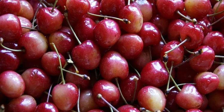 Brouwer Fruit – Kersen Verkoop: Alles über den Kirschenverkauf und die Leidenschaft für Qualität