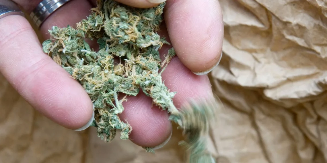 Die Geheimnisse hochwertiger Cannabis Samen enthüllt