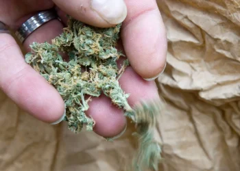 Die Geheimnisse hochwertiger Cannabis Samen enthüllt